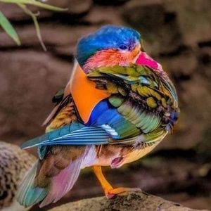 Meet your Posher, Kim